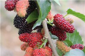 毅廷音响生产厂家