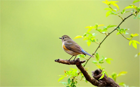 汽车音响喇叭 汽车音响喇叭
